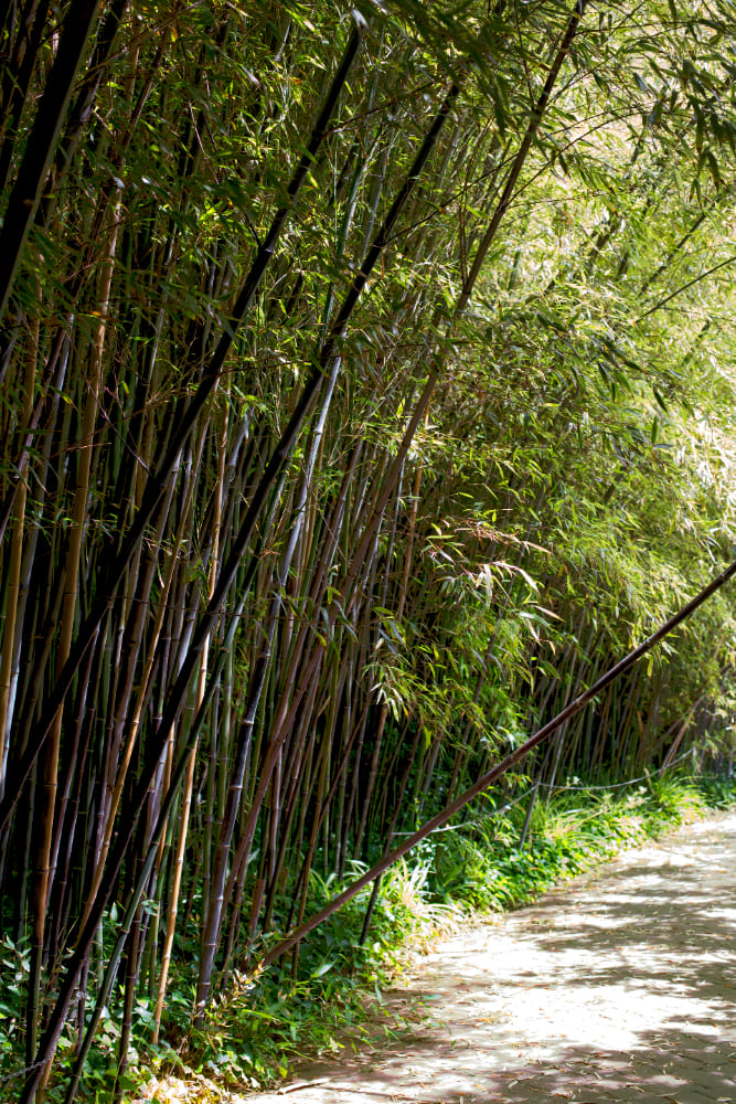 cane management system